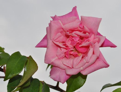 La_Folette_2_0011___1902_.jpg
