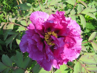 pfinstrose_5_665.jpg
