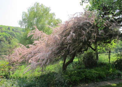tamarix_2011.jpg