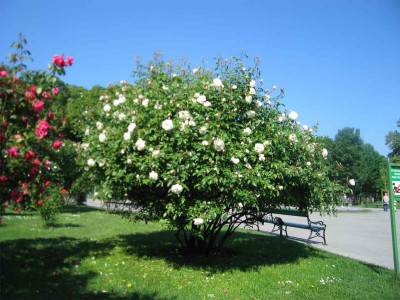 volksgartenschneewitt001.jpg