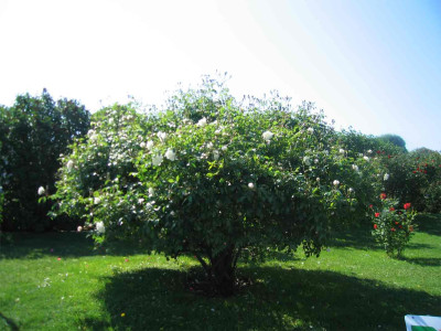 volksgartenschneewitt0003.jpg