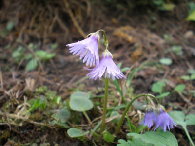Soldanella_alpina_2011ea.jpg