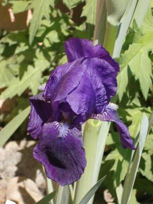 unknown_blau_1s.JPG