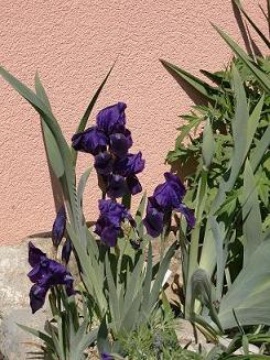 unknown_blau_2s.JPG