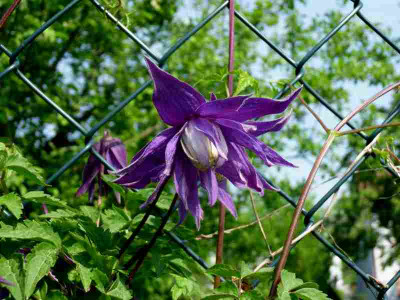 C.alpina.jpg