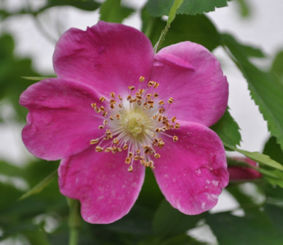 Rosa_pendulina_0011__2197.jpg