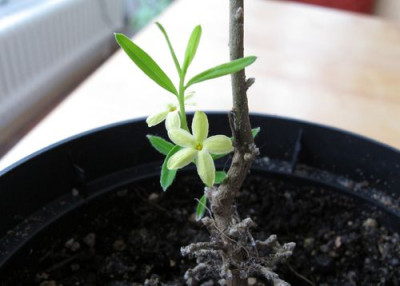Daphne_modesta_fars_2011.jpg