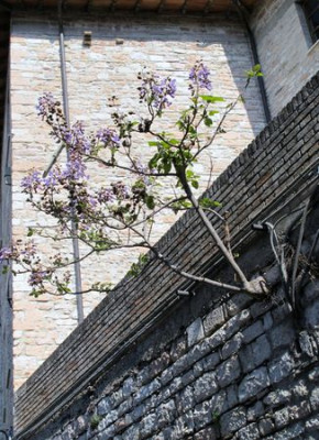 Paulownia_tomentosa_fars_2011.jpg