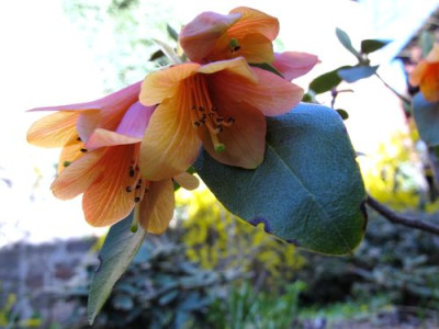 Rhododendron_xanthocodon_concatenans_fars_2011.jpg