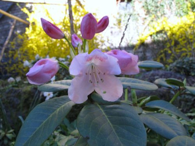 Rhododendron_oreodoxa-Hybride_fars_2011.jpg
