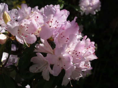 Rhododendron_rubiginosum_fars_2011.jpg