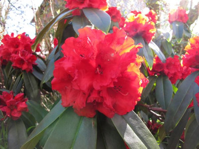 Rhododendron_Taurus_fars_2011.jpg