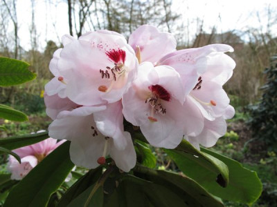 Rhododendron_calophytum_fars_2011.jpg