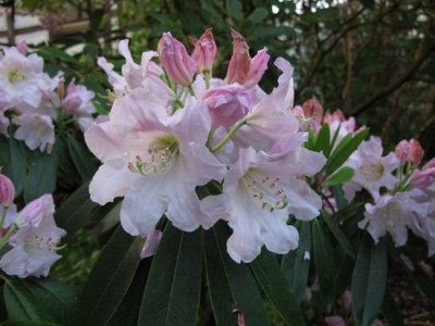 Rhododendron_fortunei_fars_2011.jpg