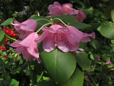 Rhododendron_orbiculare_fars_2011.jpg