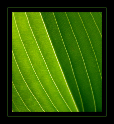 hosta_krossa_regal.jpg