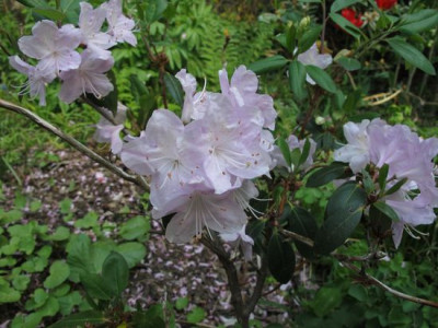 Rhododendron_oreotrephes_1_fars_2011.jpg