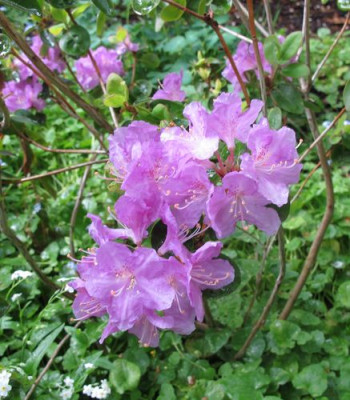 Rhododendron_oreotrephes_2_fars_2011.jpg
