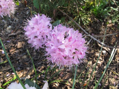 Rhododendron_racemosum_fars_2011.jpg