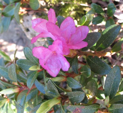 Rhododendron_myrtifolium_fars_2011.jpg