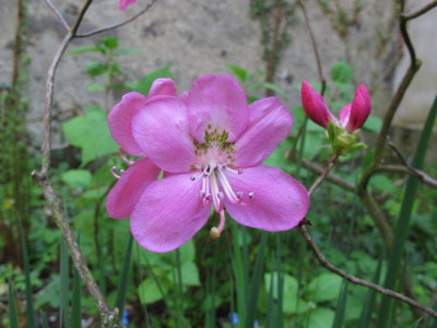 Rhododendron_albrechtii_fars_2011.jpg