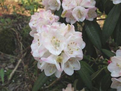 Rhododendron_anwheiense_fars_2011.jpg