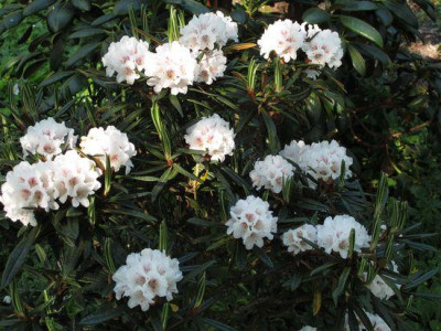 Rhododendron_roxieanum_var._oreonastes_fars_2011.jpg