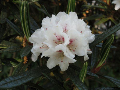 Rhododendron_roxieanum_var._oreonastes_2_fars_2011.jpg