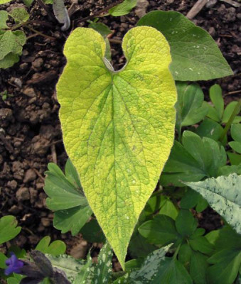 brunnera_gordano_gold1.jpg