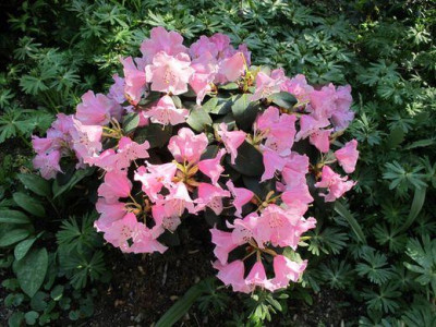 Rhododendron_williamsianum-Hybride_fars_2011.jpg