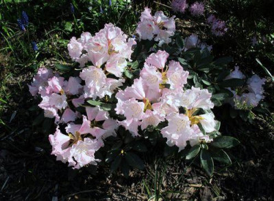 Rhododendron_pseudochrysanthum_fars_2011.jpg
