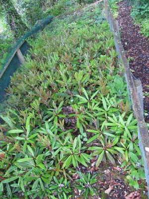 Rhododendron-Nachwuchs_fars_2011.jpg
