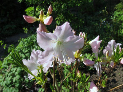 Rhododendron_schlippenbachii_fars_2011.jpg