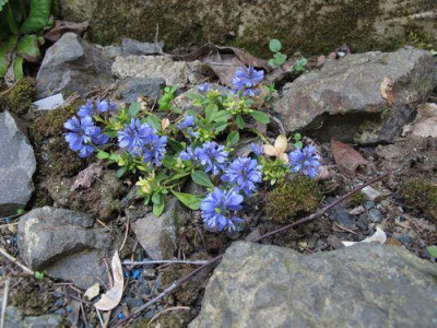 Polygala_calcarea_fars_2011.jpg