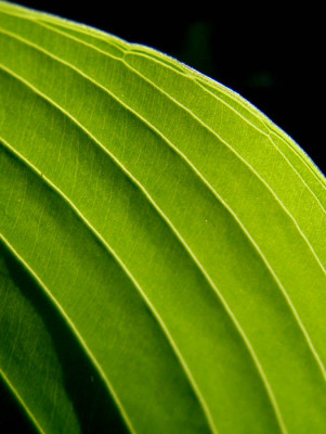 hosta_krossa_regal_2.jpg