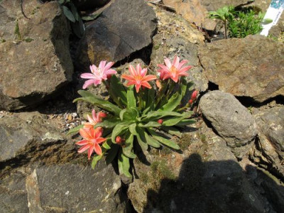 Lewisia_fars_2011.jpg