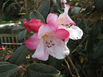 Rhododendron_edgeworthii_fars_2001.jpg