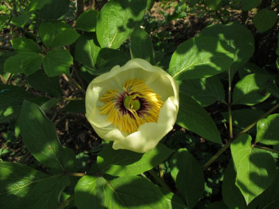 Paeonia_daurica_ssp._wittmanniana_fars_2011.jpg