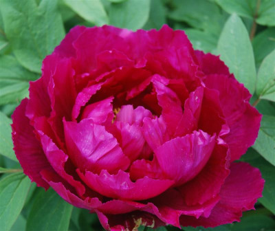 B5675a_Medium.jpg