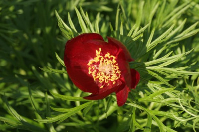 paeonia_tenuifolia_rubra_1646.jpg