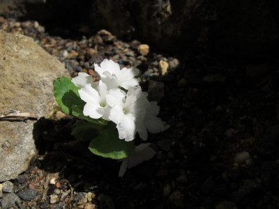 Primula_allionii_fars_2011.jpg
