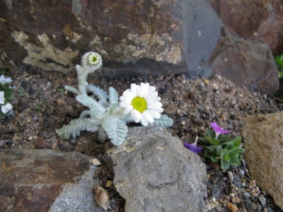 Tanacetum_leontopodium_fars_2011.jpg