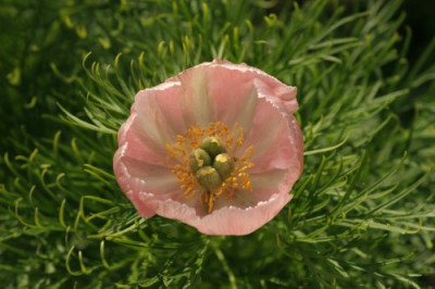 paeonia_tenuifolia_rosea_1648.jpg