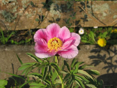 Erstbluherin-ax.jpg