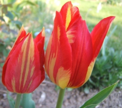 Rot-Gelbe_23-4-11.JPG