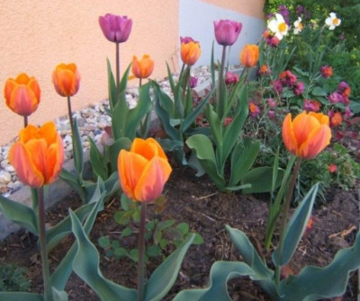 P._Irene_Orange_Twist_23-4-11.JPG