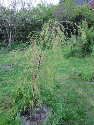 Betula_Trosts_Dwarf_110428.jpg