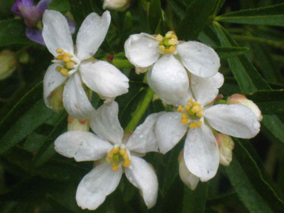Choysia_ternata_Aztec_Pearl__IMG_8662.JPG