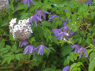 C._alpina_Frances_Rivis_mit_Viburnum_carlessi_Aurora__IMG_8666.JPG