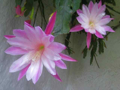 Epiphyllum_Climax__IMG_8661.JPG